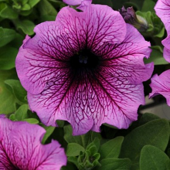 Петуния грандифлора Дэдди Орхид