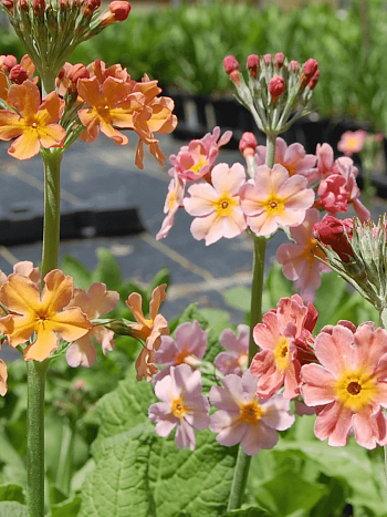 Примула Буллесиана Mix