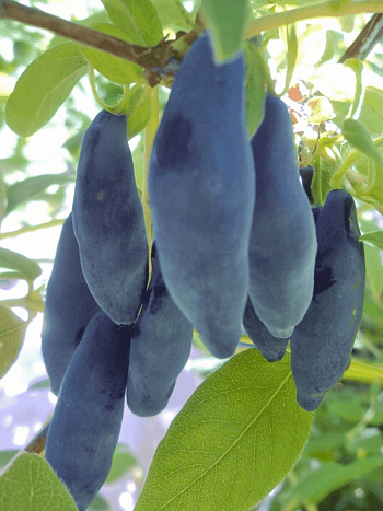 Жимолость плодовая Уссульга