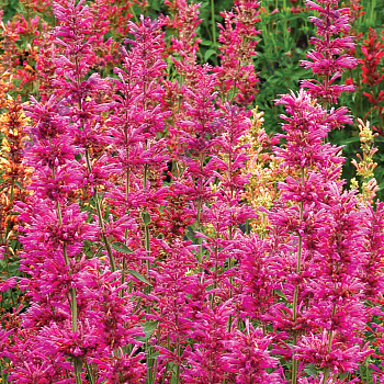 Лофант (Агастахис) Саммэ Лав Лофант (Агастахис) Саммэ Лав