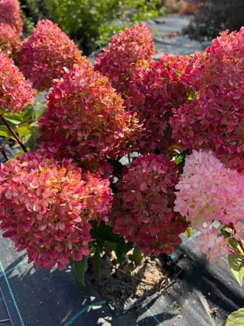 Гортензия метельчатая Petite Flori