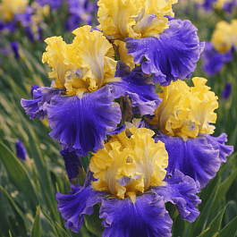 Ирис германский Edith Wolford