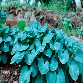 Хоста Blue Mouse Ears