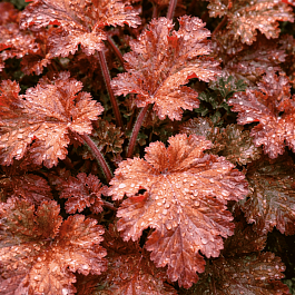 Гейхера Cappuccino