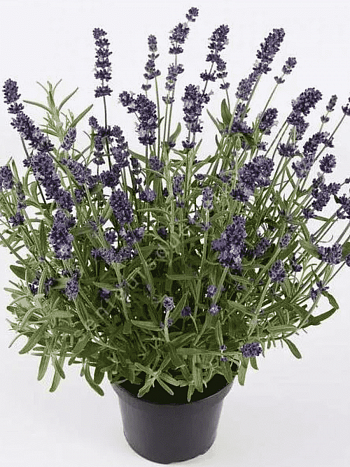 Лаванда узколистная Ardeche Blue