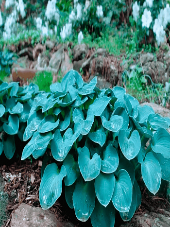 Хоста Blue Mouse Ears