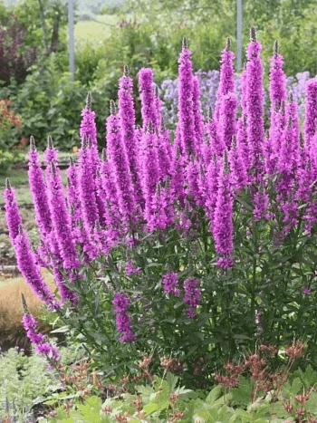 Дербенник иволистный Swirl