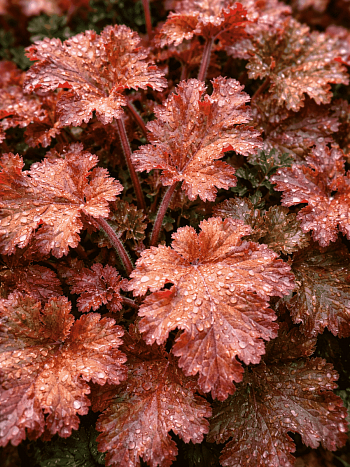 Гейхера Cappuccino