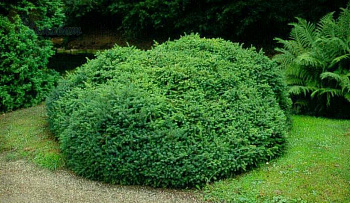 Ель канадская Эхиниформис