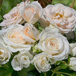 Роза Космос Штамб