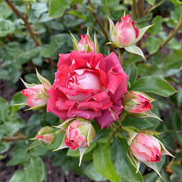 Роза спрей Тирамису Роза спрей Тирамису