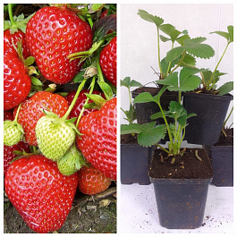Земляника садовая Кантус НАБОР 5ШТ