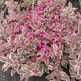 Вейгела цветущая Monet