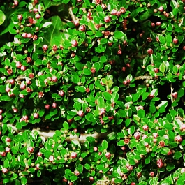 Кизильник горизонтальный Tangstedt