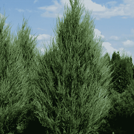 Можжевельник виргинский Skyrocket