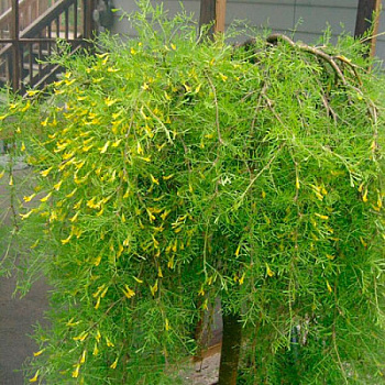 Акация желтая Валкер