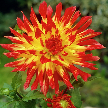 Георгина Полукактосовая Вуурвогель