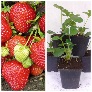 Земляника садовая Кантус НАБОР 5ШТ