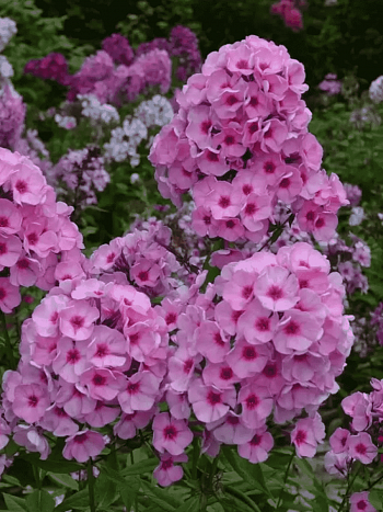 Флокс метельчатый  The citadel