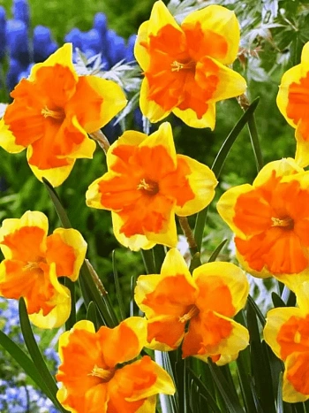 Нарцисс Tiritomba