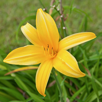 Лилейник гибридный Yellow Лилейник гибридный Yellow