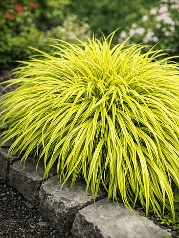 Хаконехлоа большая Aureola