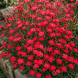 Гвоздика травянка Flashing Lights