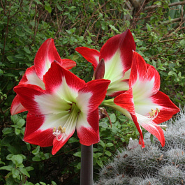 Амариллис простой Тре Шик