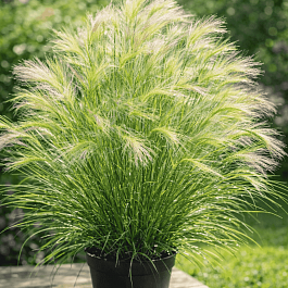 Ячмень гривастый Ricky