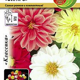 Георгина Фигаро