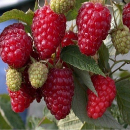 Малина ремонтантная Карамелька Малина ремонтантная Карамелька