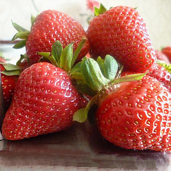 Земляника садовая Антеа