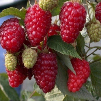 Малина ремонтантная Карамелька