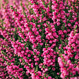 Вереск обыкновенный Red Pimpernel