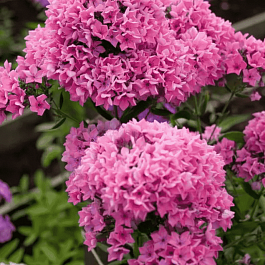 Флокс метельчатый Карамель клубничная