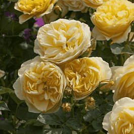 Роза Английская кустовая Graham Thomas