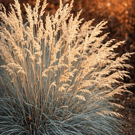 Овсяница сизая Sunrise