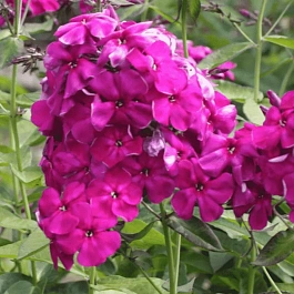 Флокс метельчатый Испанка