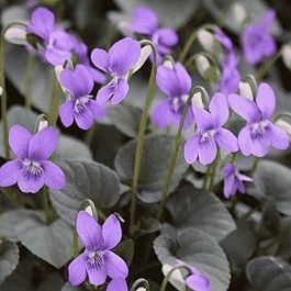 Фиалка лабрадорская