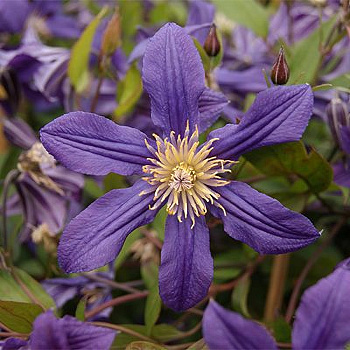 Клематис ботанический Миссисипи Ривэ