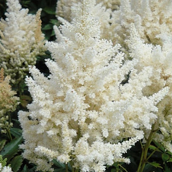 Астильба Арендса Хэппи Дей