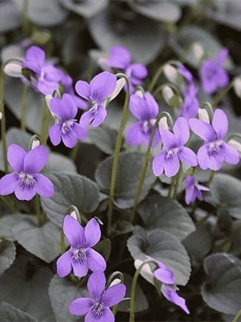 Фиалка лабрадорская