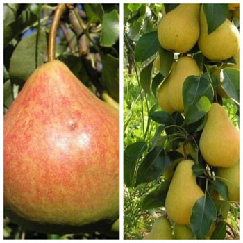 Дерево-сад (2-3х летка) груша 2 сорта Память Яковлева-Декора