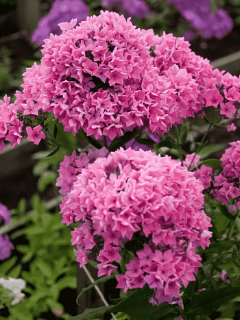 Флокс метельчатый Карамель клубничная