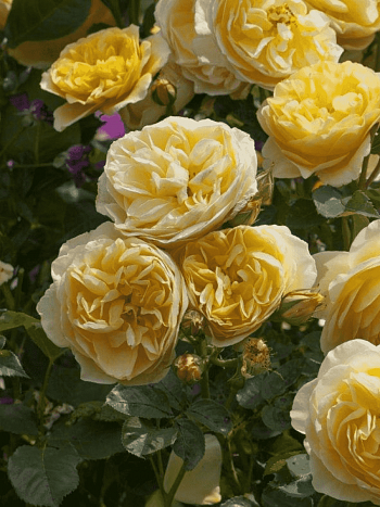 Роза Английская кустовая Graham Thomas