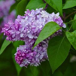 Сирень обыкновенная Маршал Баграмян