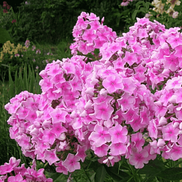 Флокс метельчатый Розовый Районант