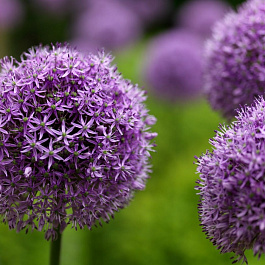 Лук декоративный Гладиатор