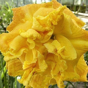 Лилейник гибридный Динамик Дуо НАБОР 2ШТ (1+1)