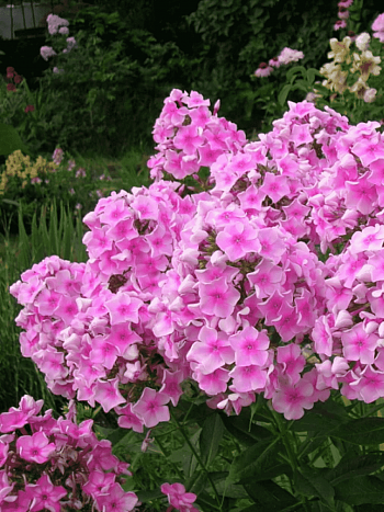 Флокс метельчатый Розовый Районант